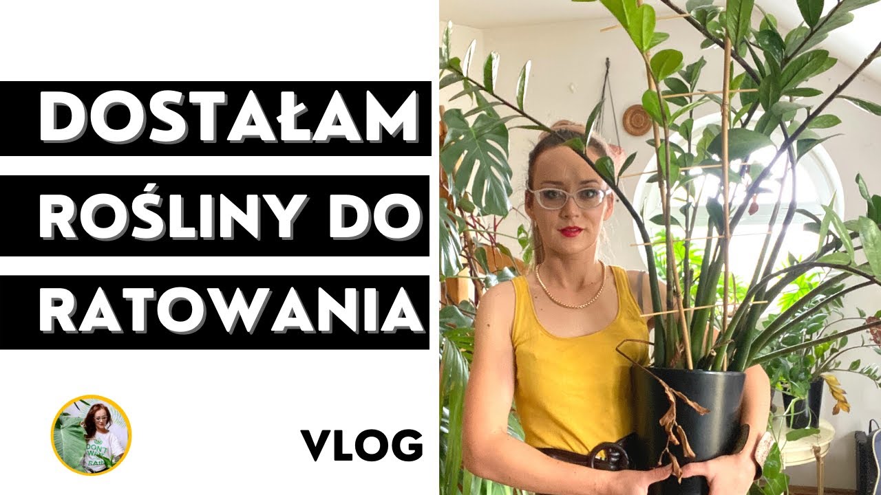 Roślinne aktualizacje Plant Tour Październik - nowe rośliny domowe do ratowania!