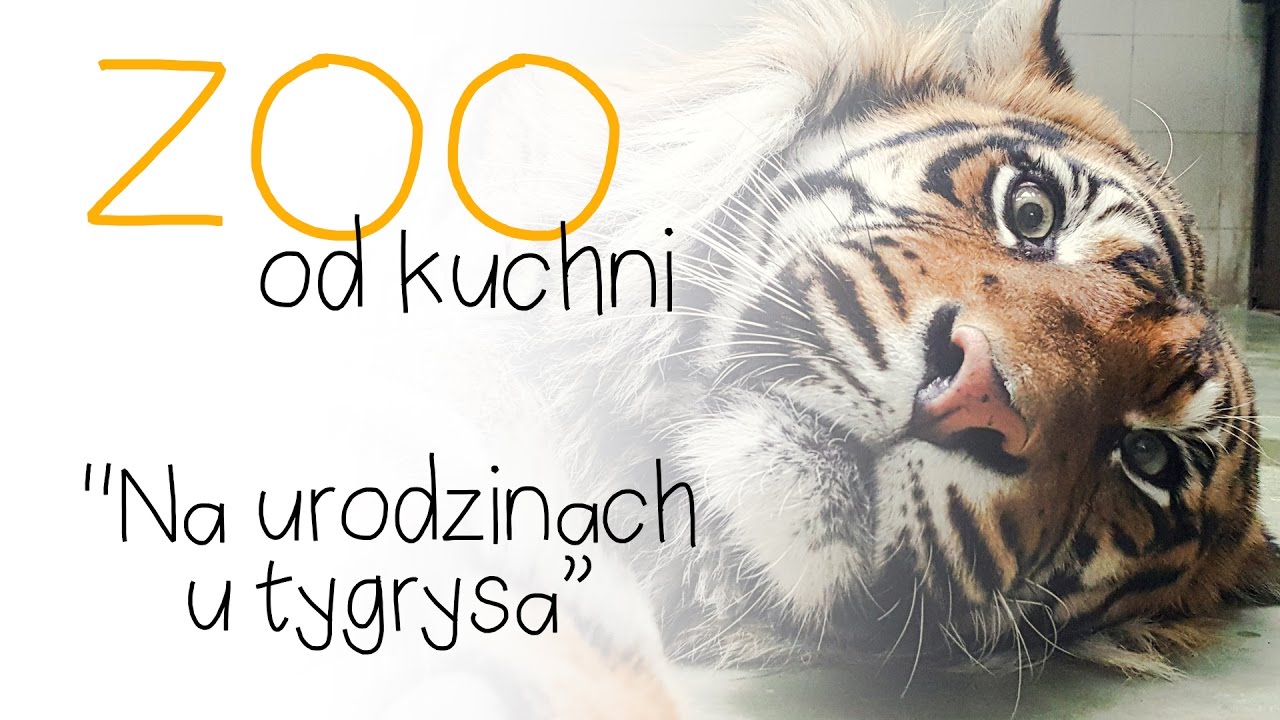 ZOO od kuchni odc 11 Na urodzinach u tygrysa