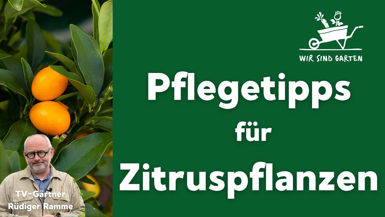 Zitruspflanzen: Pflegetipps von Rüdiger Ramme