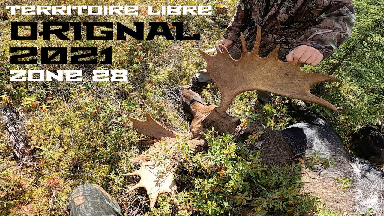 Chasse &agrave; l'Orignal - TERRITOIRE LIBRE - Zone 28 - Arbal&egrave;te - 2021 - Moose hunting - Qu&eacute;bec - Canada
