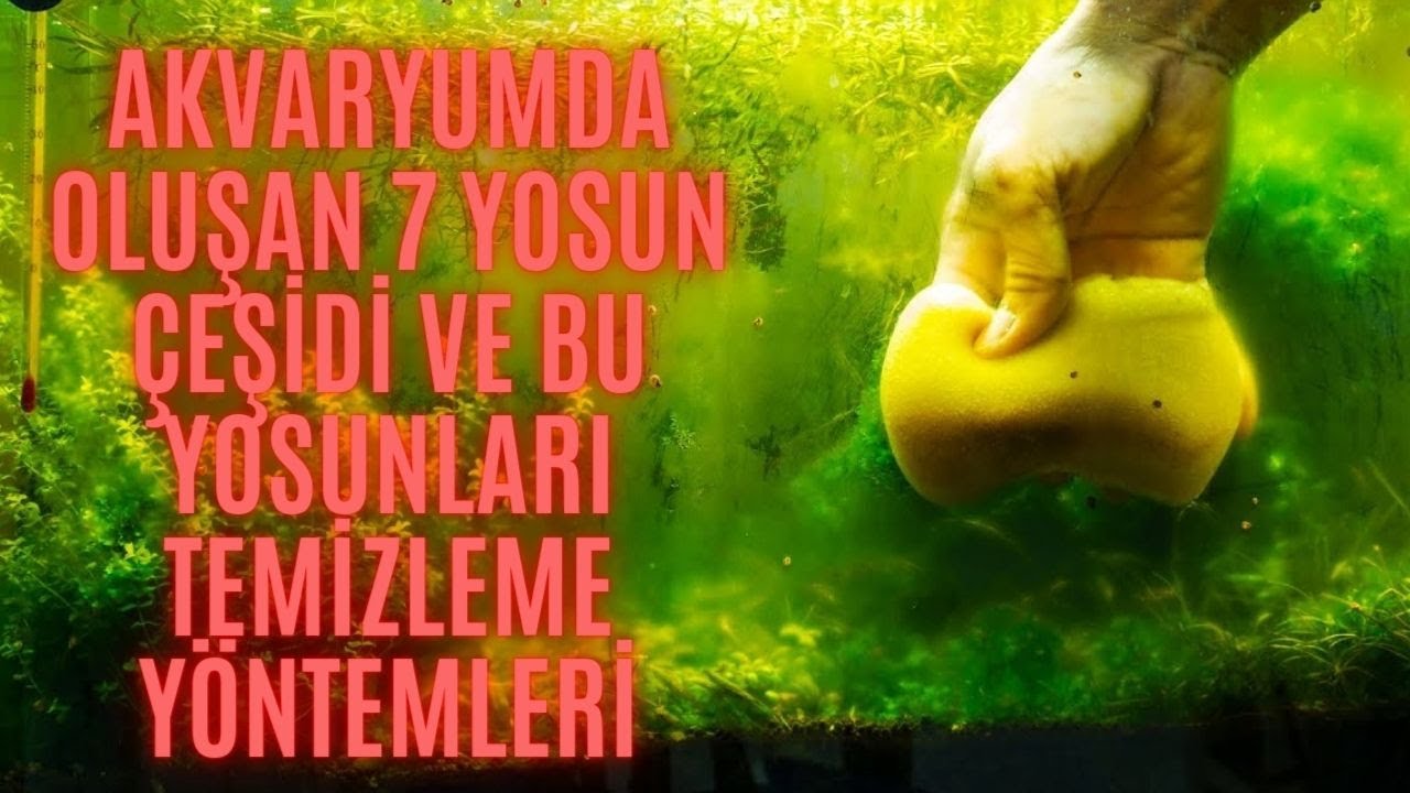 🐟 Akvaryumda Yosunlarla M&uuml;cadele: Temizlik ve Yosun Yiyiciler  🌊🌱