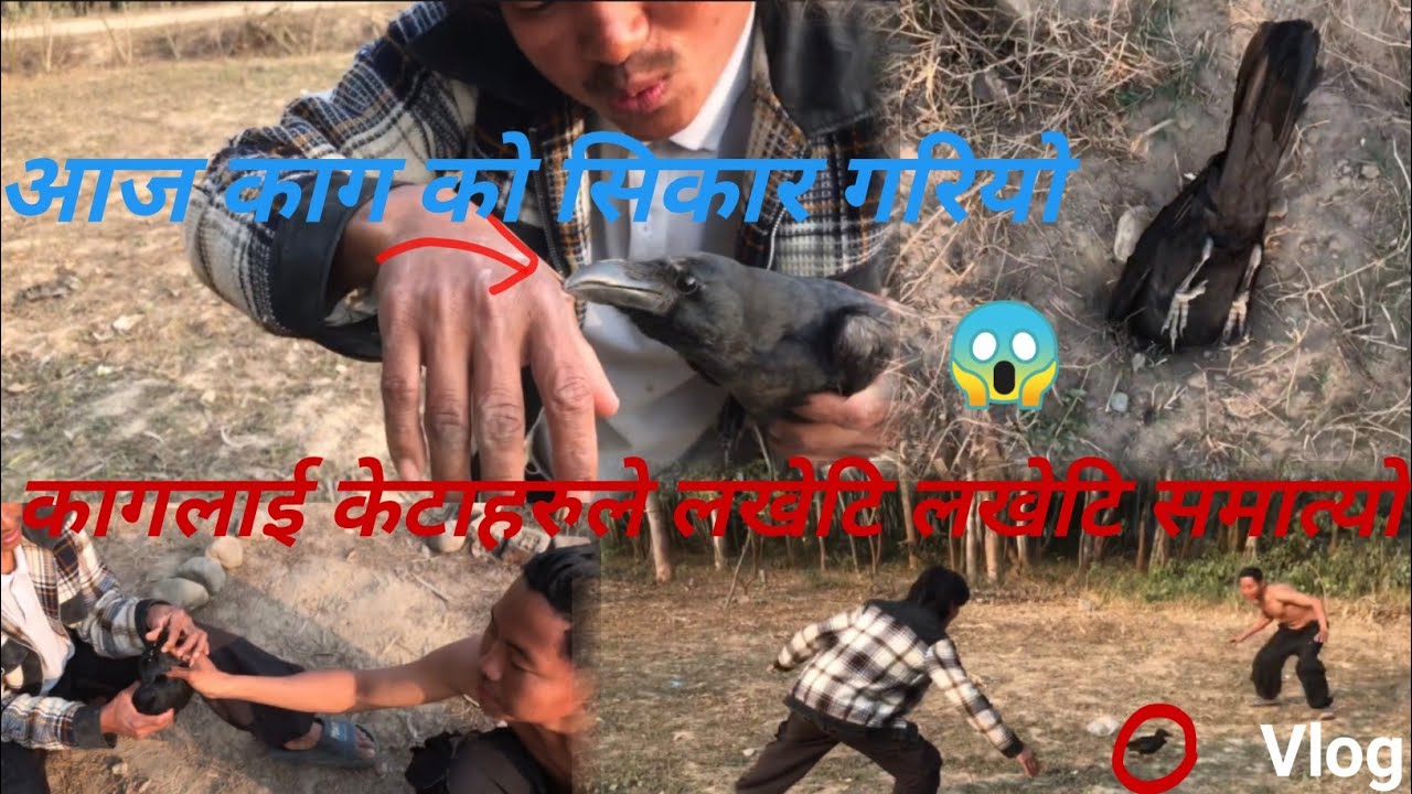आज काग(crow) को सिकार  गरियो ॥ कागले टोकेर Blood आयो 😱🦅