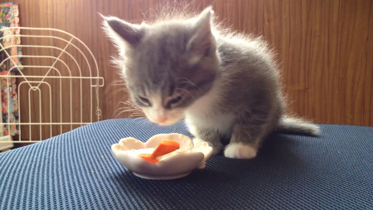 捨て猫蕎麦保護日誌No.9 初めてお皿から離乳食