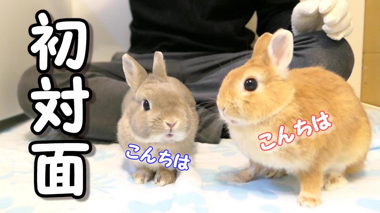 緊張の直接対面！うさぎ同士は仲良くなれるのか⁈