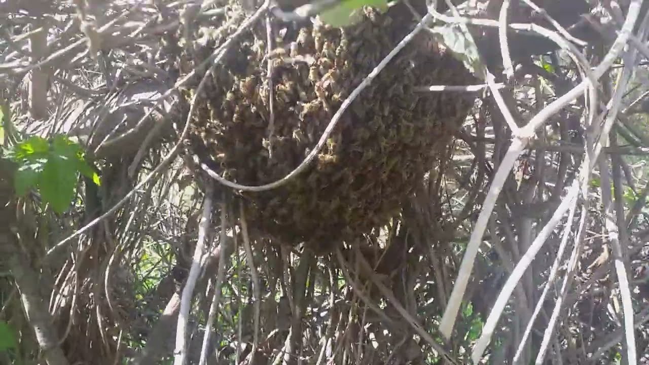 Kako na najlak&scaron;i način sakupiti roj pčela