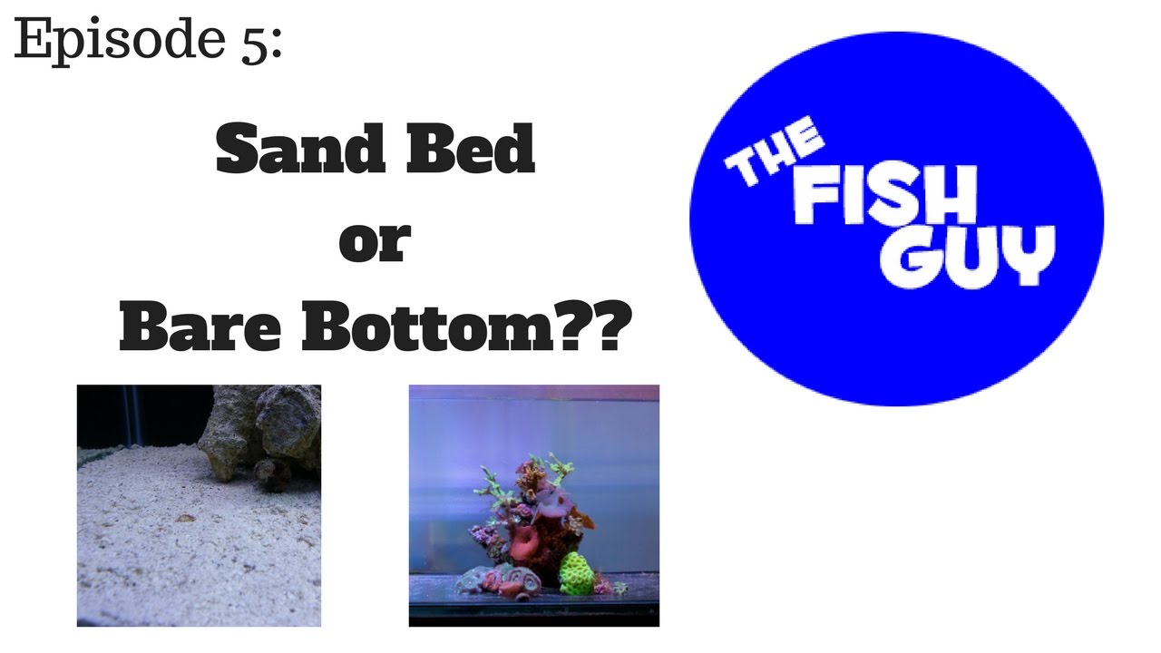 Ep. 3 - Sand Bed or Bare Bottom?