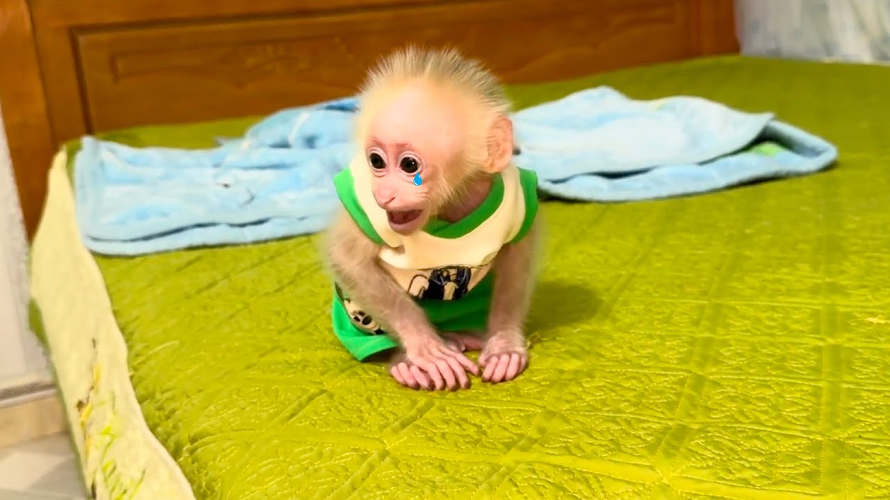 Baby monkey woke up crying screaming looking for ABU and Mom!