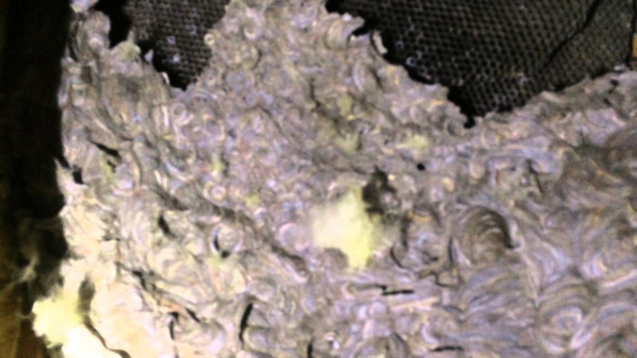 Hayden ID Yellow Jackets - Gargantuan Yellow Jacket Nest Inside Beautiful Home - www.PointePEST.com