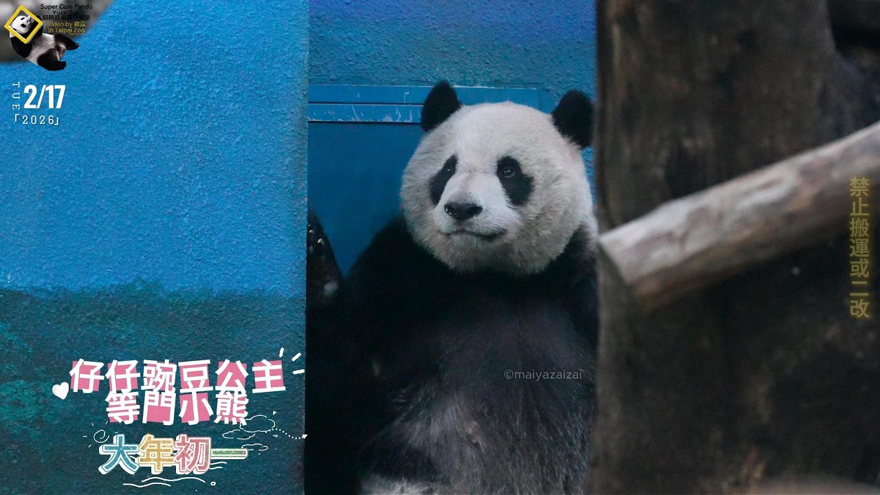 20260217 圓仔等門小熊陪大家一起過大年初一，過年期間圓仔仍勤勉上課 The Giant Panda Yuan Zai
