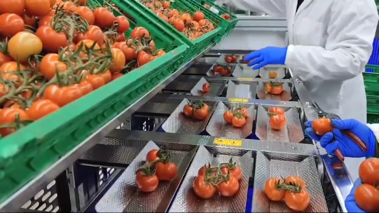 Weighing machine AGV50 - tomatoes on the vine