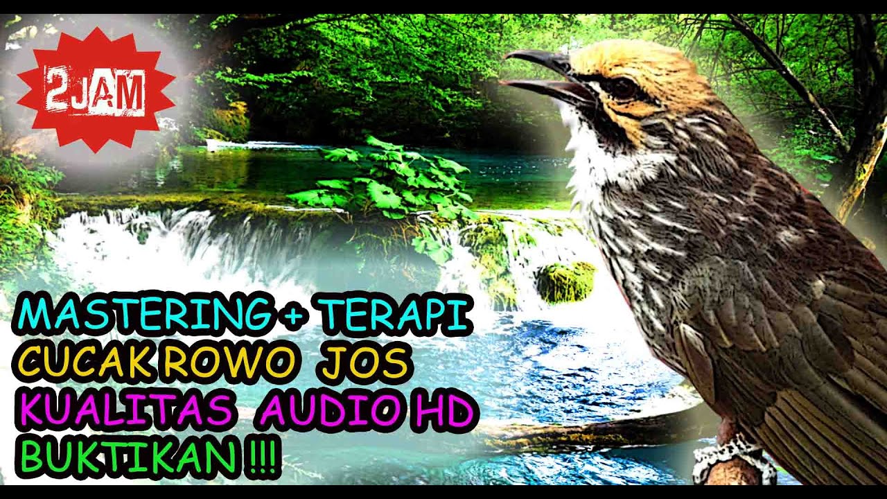 Cucak Rowo Ropel Gacor Audio - Suara Cucak Rowo Gacor Buat Masteran