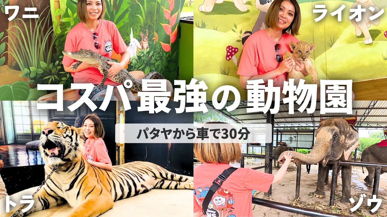 【タイ旅行vlog 6日目パタヤ編】いろんな動物と触れ合える夢の楽園 in タイ | トラ・ワニ・ライオンと写真を撮れる！Siri park & zooとTigertopiaへ行ってみた！
