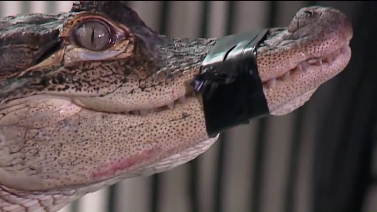 Caught! Alligator in Humboldt Park Lagoon captured