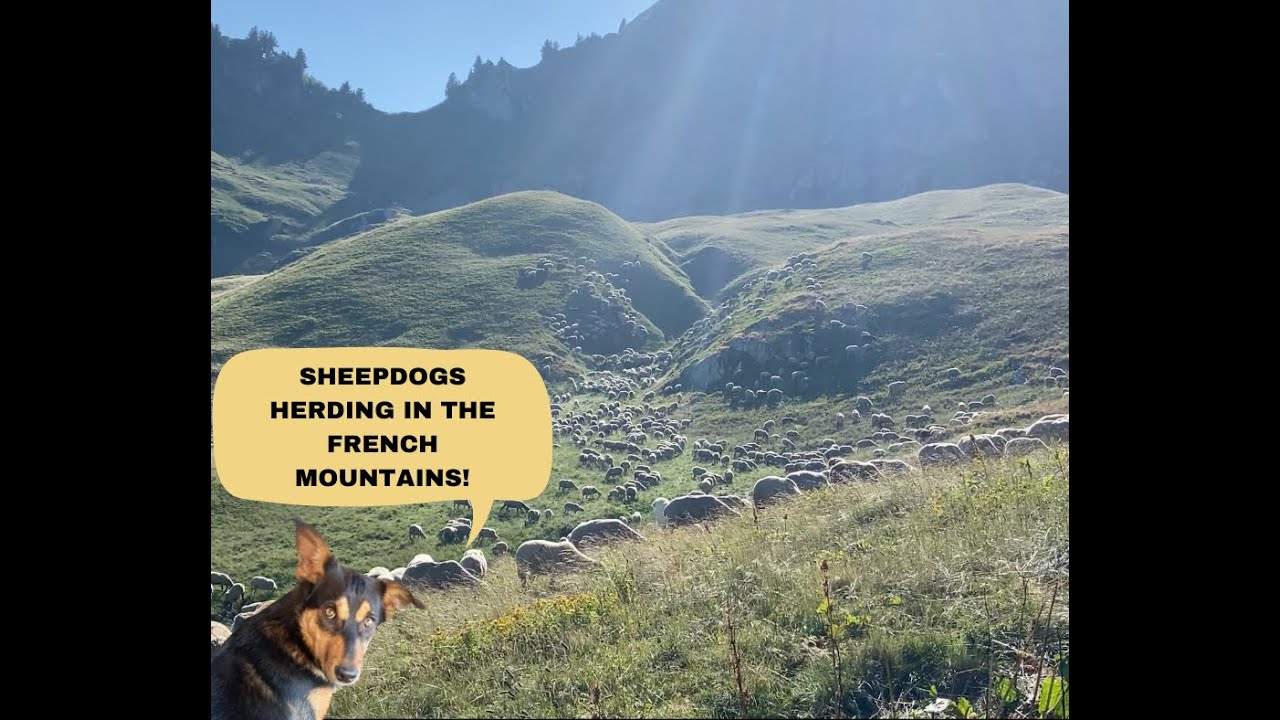Sheepdogs herding in the French mountains!