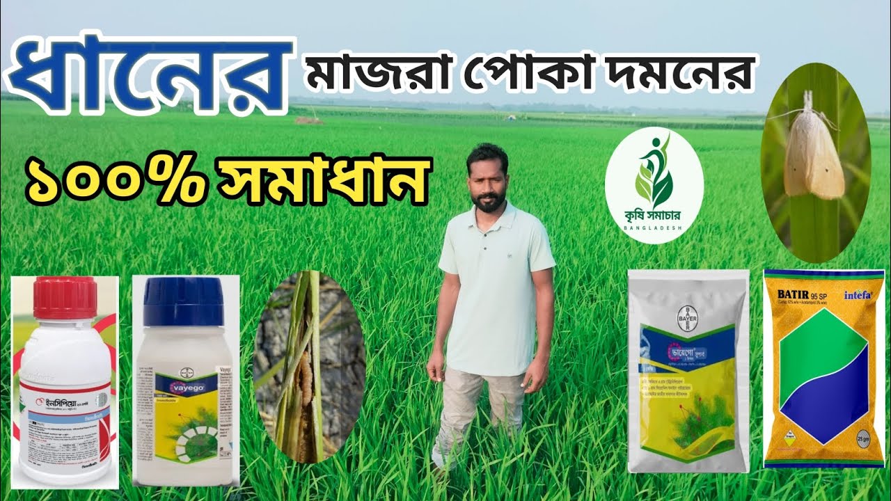 ধানের মাজরা পোকা দমনে ১০০% সমাধান #ধান#agriculture #viral #for you 