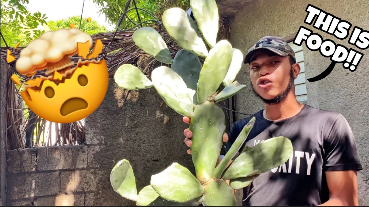 Hunt And Cooking Jamaican Tuna Cactus (Nopal Cactus)