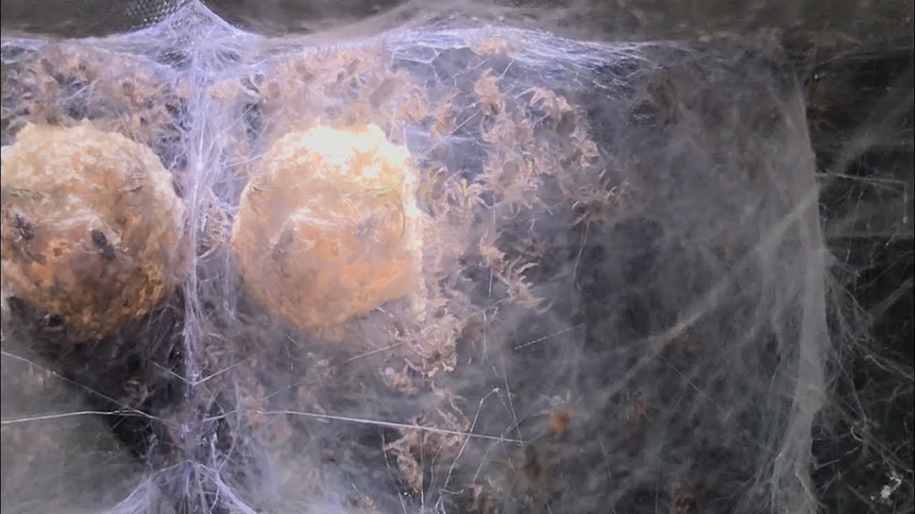 Nursery Web Spider ( Egg Sac Has Hatch )