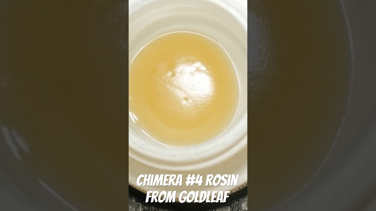 Strain Review: Chimera from Goldleaf 😈 #rosin #shorts