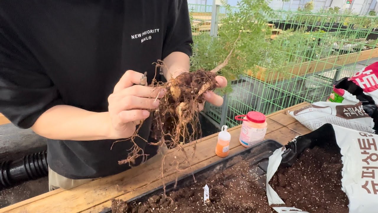 파키푸스 뿌리 커팅 ㅣ Operculicarya pachypus roots cutting