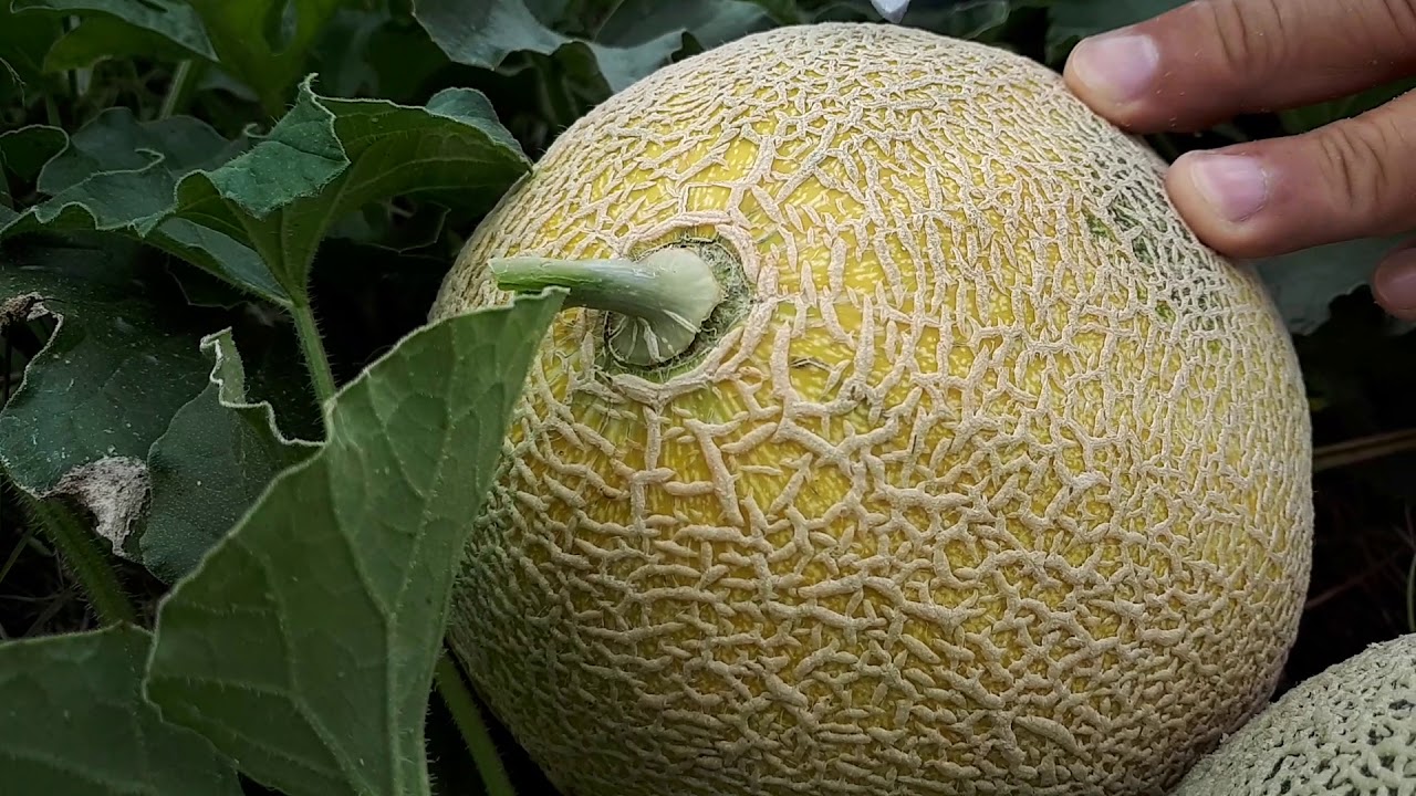Saiba quando colher mel&atilde;o