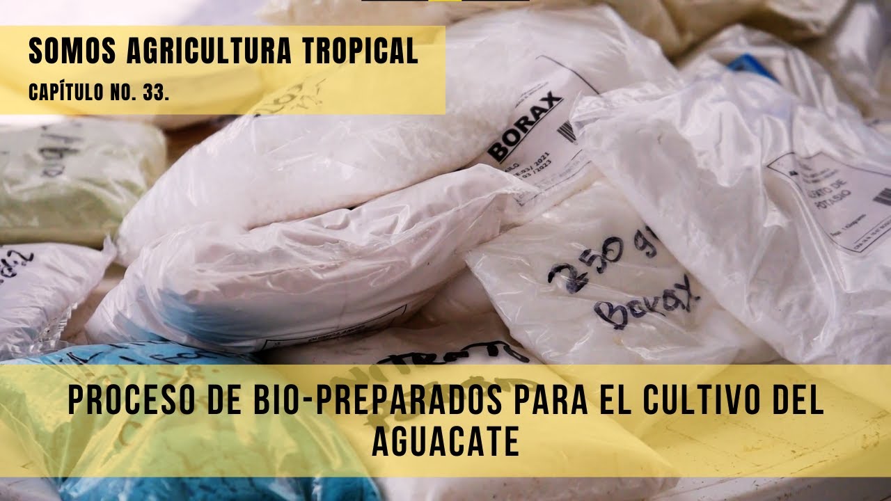 Proceso de bio-preparados para el cultivo del aguacate - Somos Agricultura Tropical