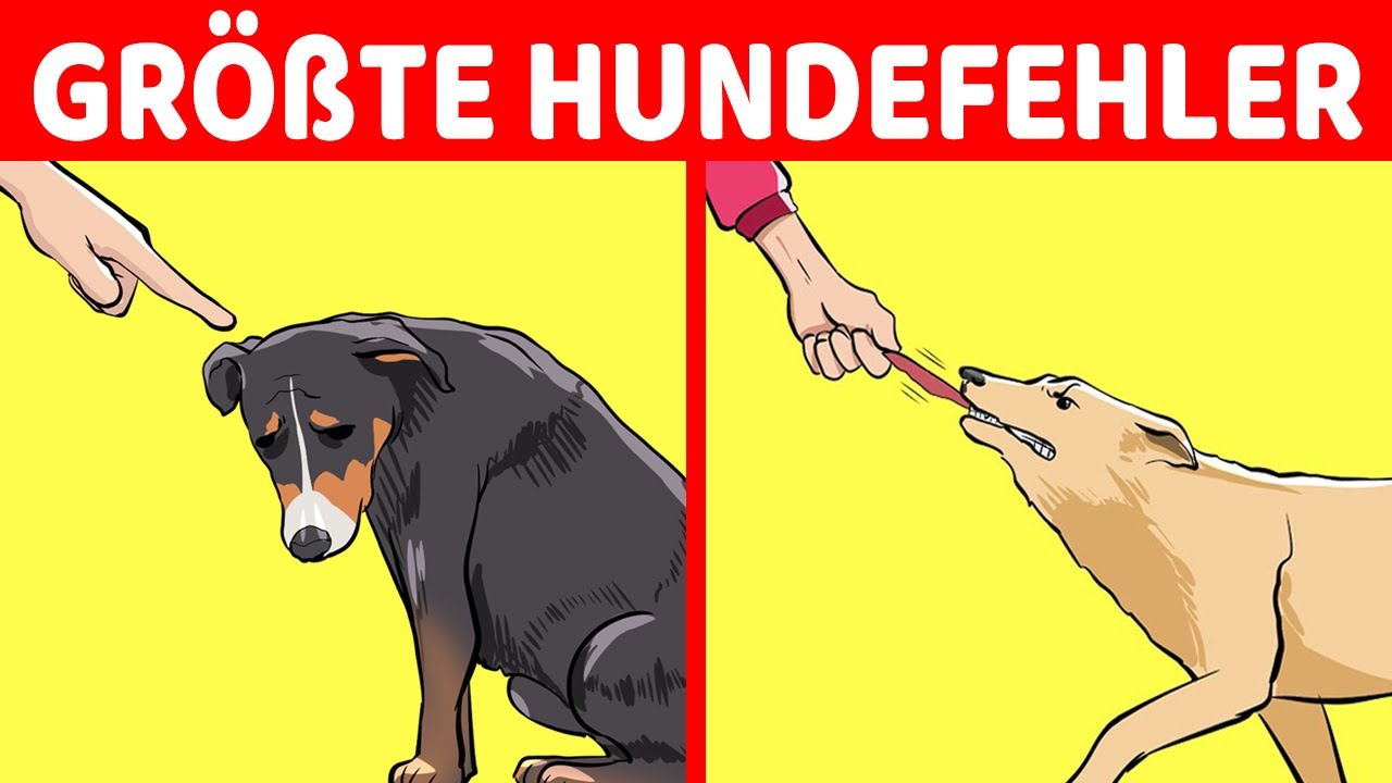15 Schlimme Fehler Von Hundehaltern