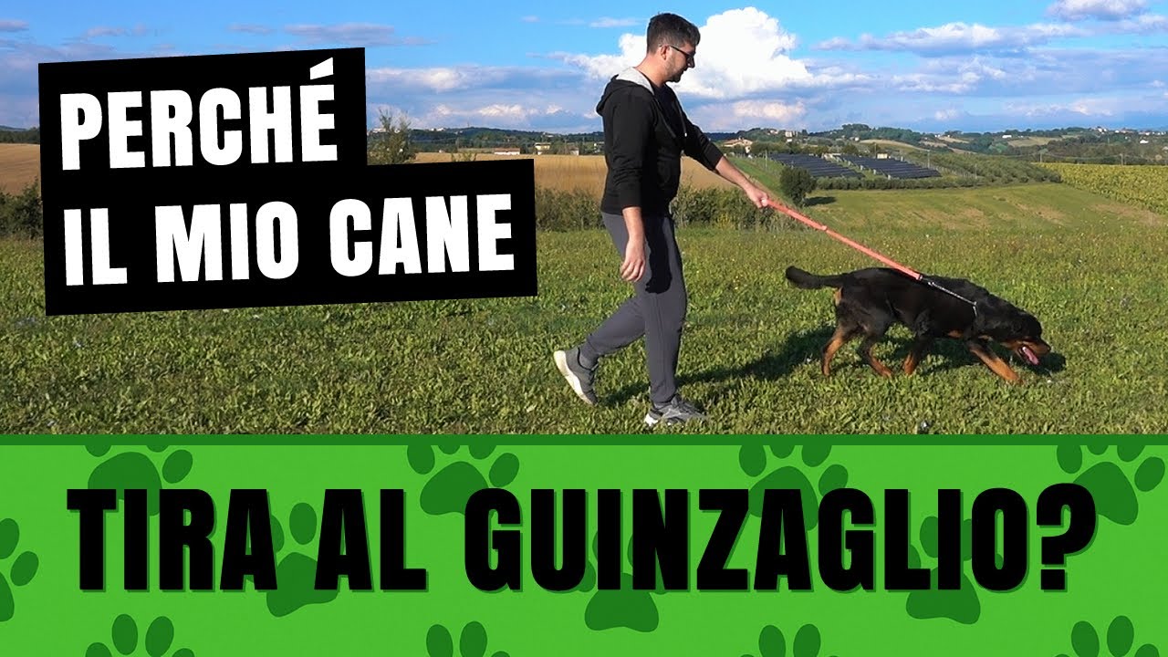 Perchè il cane TIRA AL GUINZAGLIO 🐕🚶‍ Cosa fare, soluzioni e consigli 🌳☀️