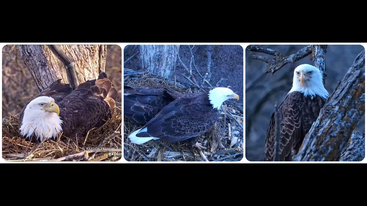 March 13 DNF continues to incubate the egg 2026 Explore Live Nature Cams Decorah Eagles - North Nest