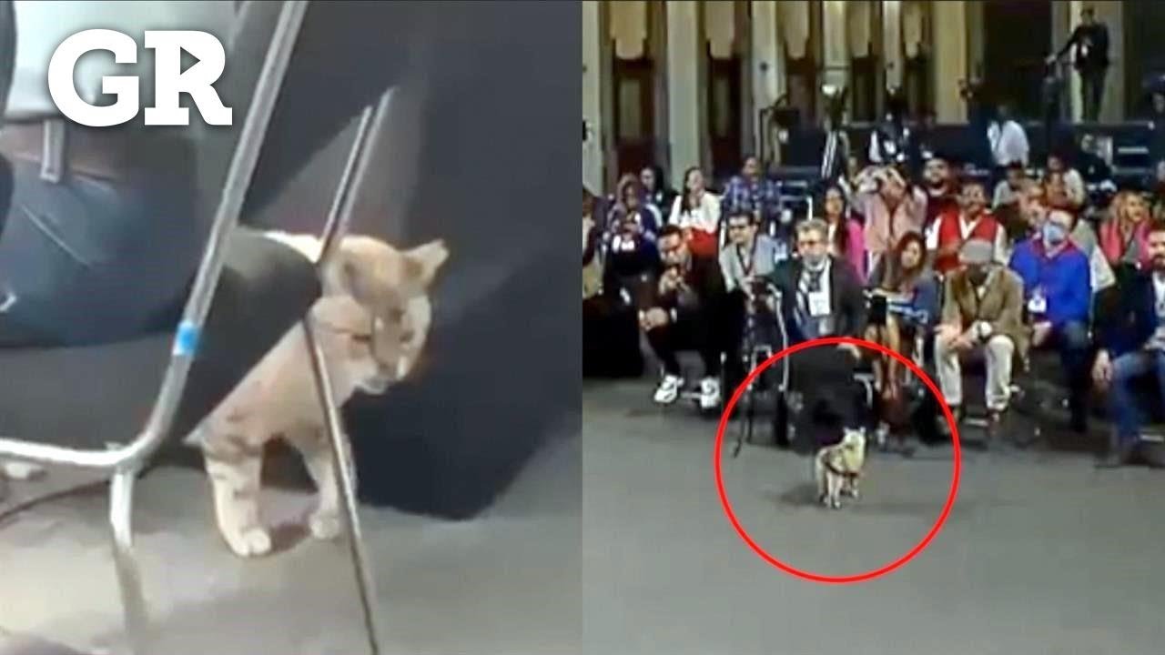 Psst psst... Se cuela gato a mañanera de AMLO