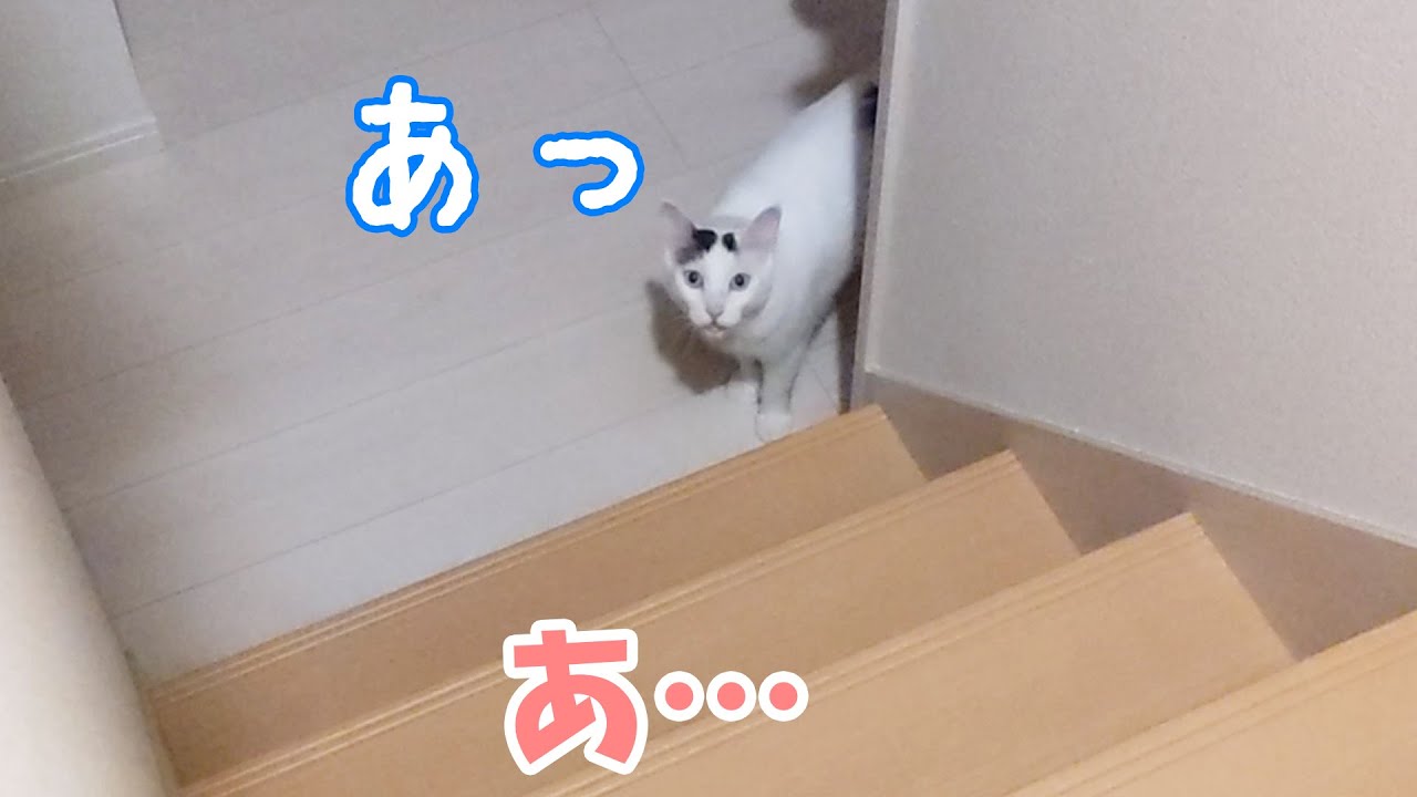 夜にお喋り猫を呼んだらこんな反応されました