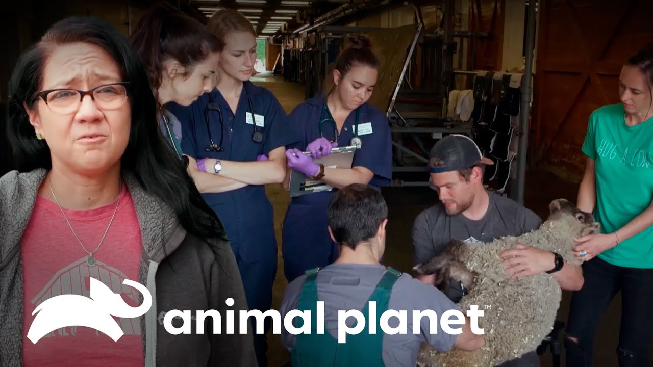Cirurgia da bezerra complica sua saúde | Salvos pelo celeiro | Animal Planet Brasil