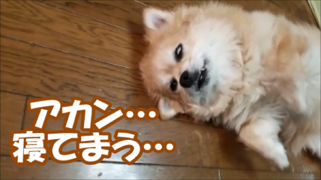 すぐキレるポメラニアン58 コタさん完全におちました!
