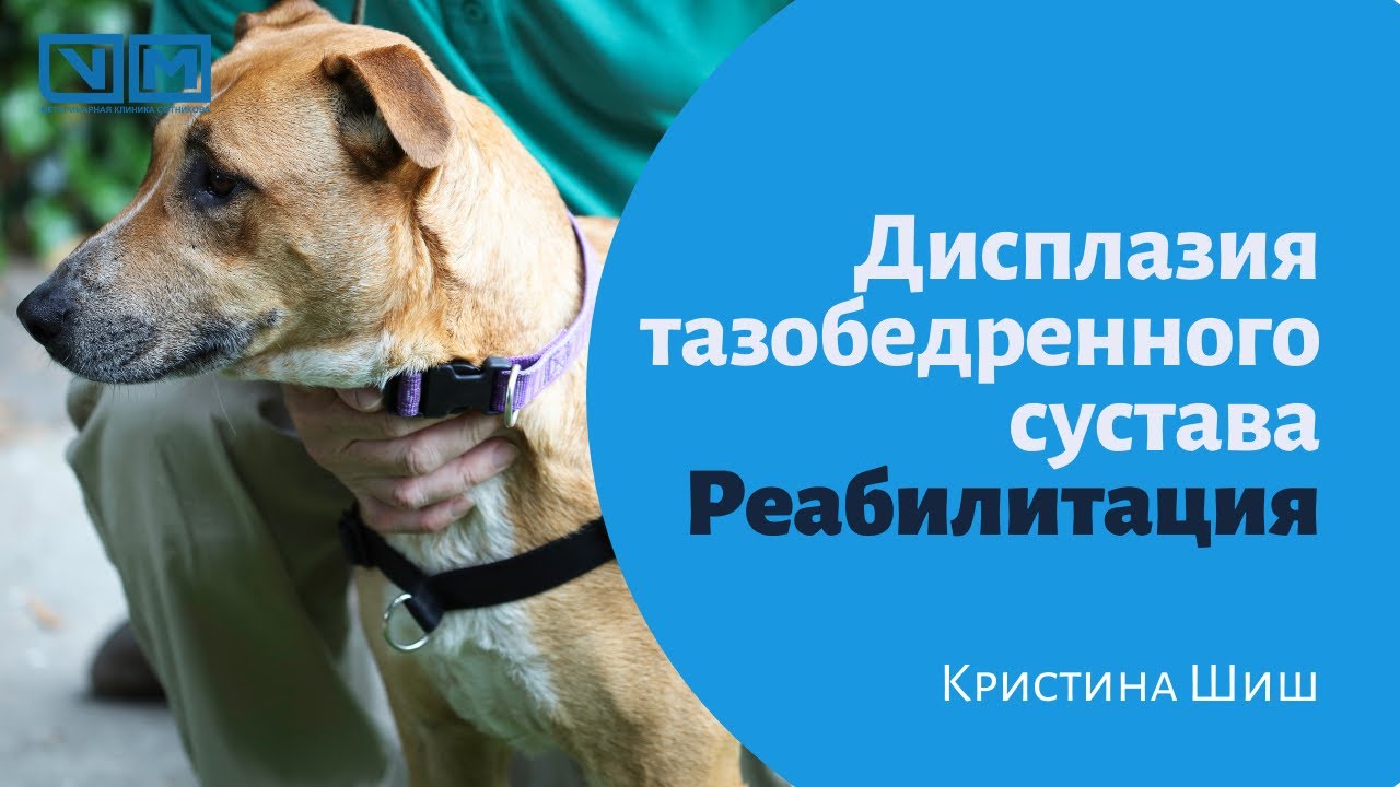 Дисплазия тазобедренного сустава. Реабилитация