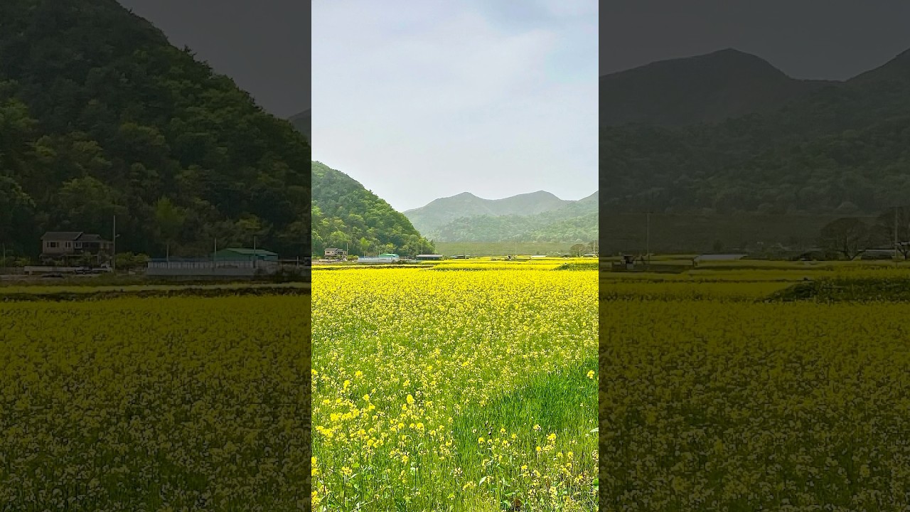 월출산 가는 길 유채꽃 마을📍전라남도 영암군 영암읍 개신리 670-1 #korea