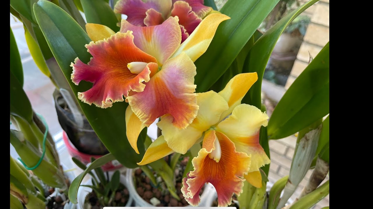 ￼顏色千變萬化的卡特蘭￼￼￼￼（泰國￼￼彩虹Cattleya Amazing￼ Thailand Rainbow)29-10-2022