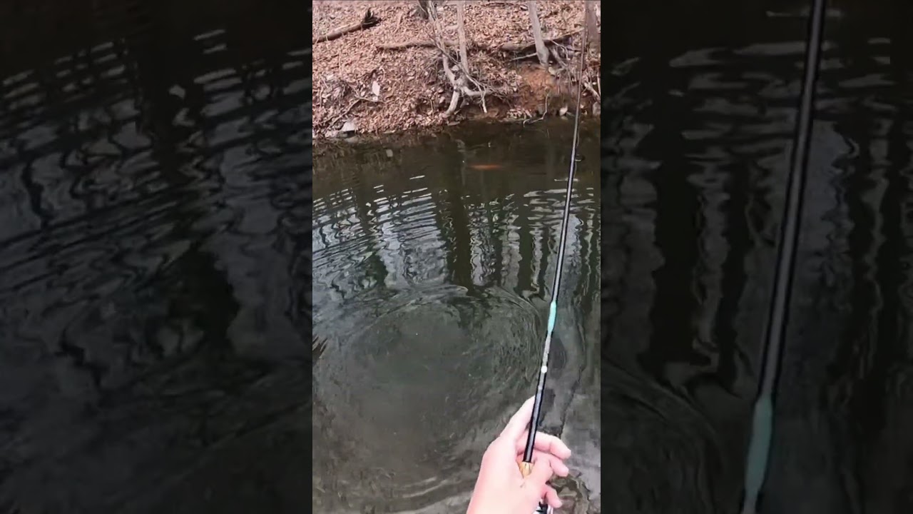 Hooked a HUGE golden rainbow trout in my new video