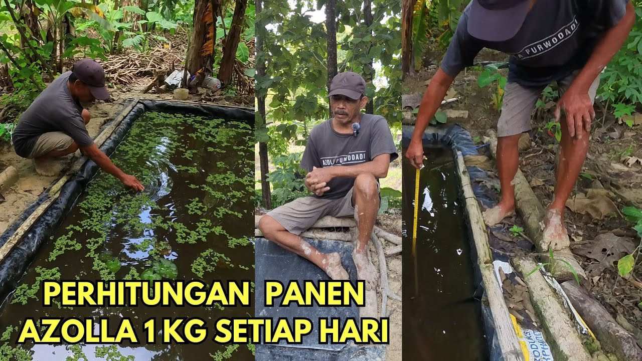 Ternyata Ini Ukuran Kolam yang Ideal agar Bisa Panen Azolla 1 kg setiap harinya!!