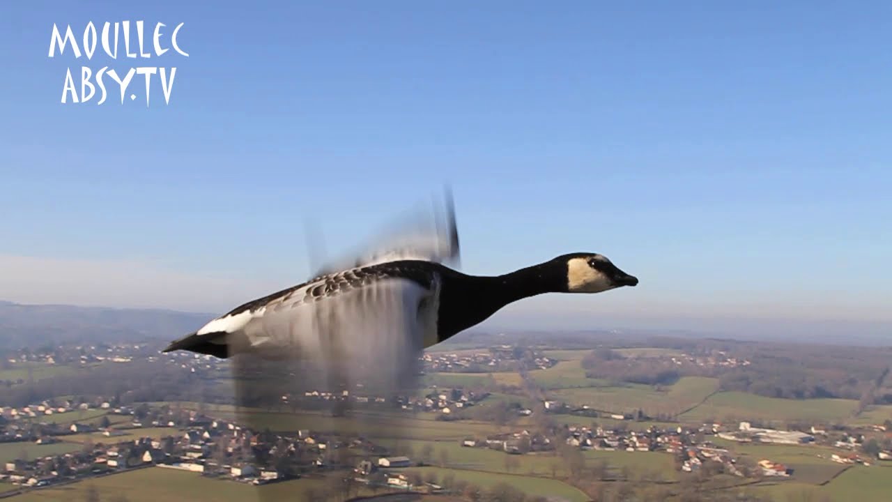 Voler avec les Oiseaux : c'est possible !