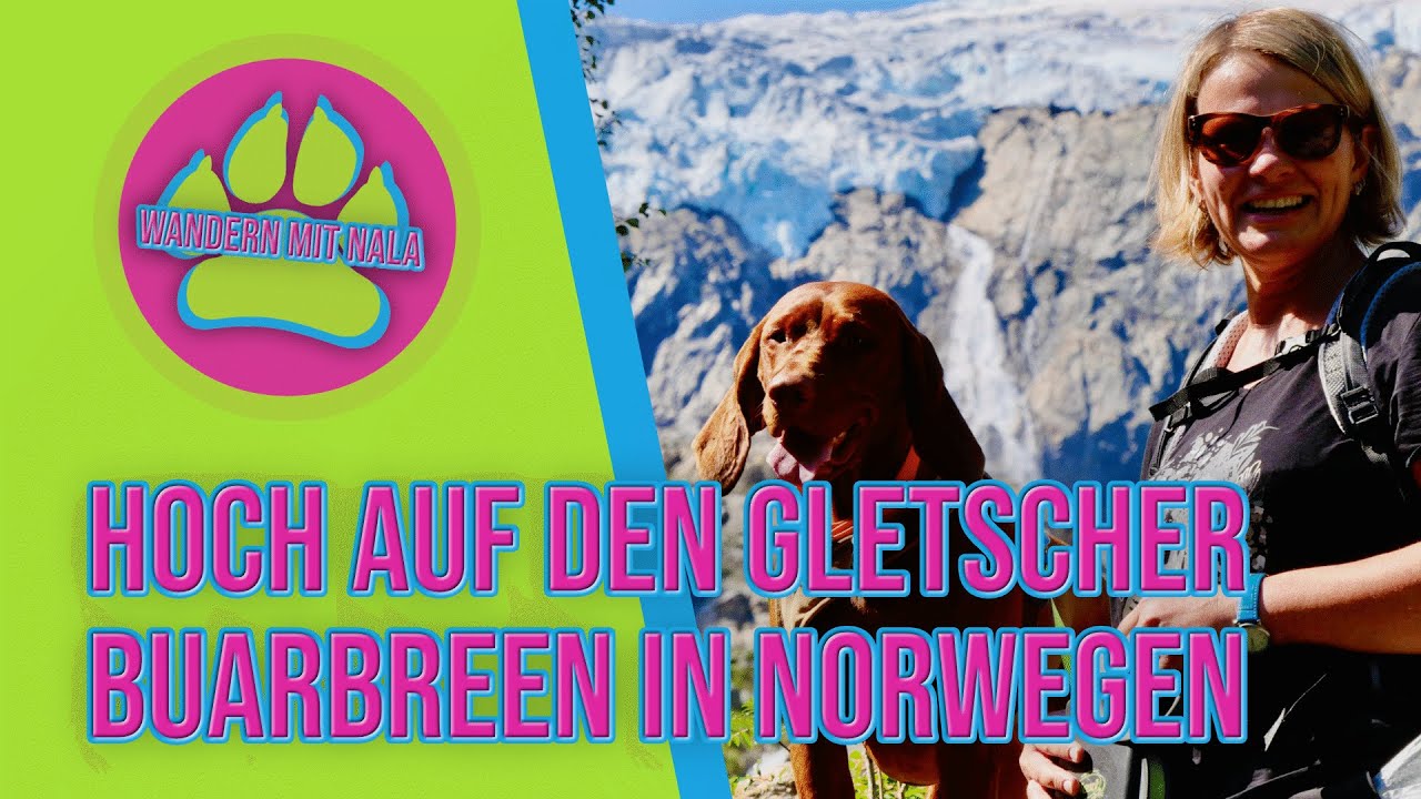 Hoch zum Gletscher 🏔️ - Buarbreen - Norwegen 🇳🇴 - Wandern mit Hund 🐕