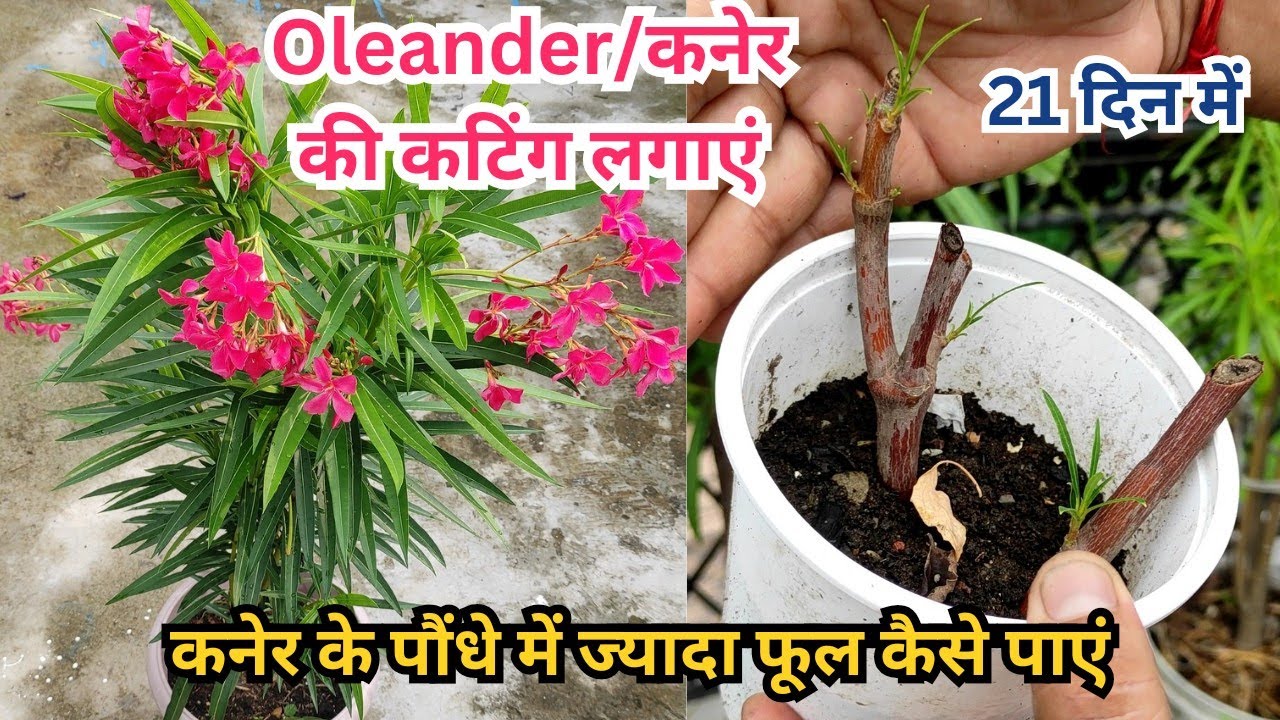 Oleander / कनेर की कटिंग ऐसे लगाएं / Kaner plant from cutting / कनेर के पौंधे की ग्रोथ कैसे बढ़ाएं