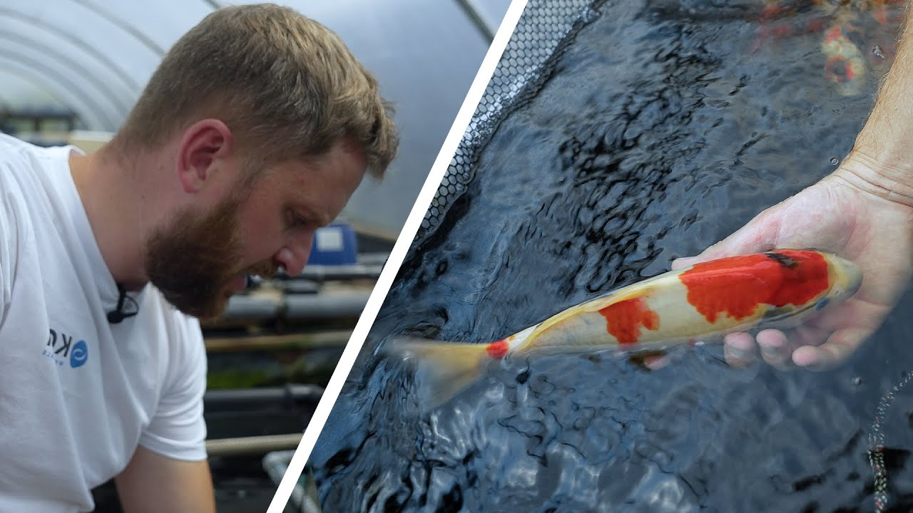 How To Select The Best Showa For Your Koi Pond? | Odakan Showa | Part 2