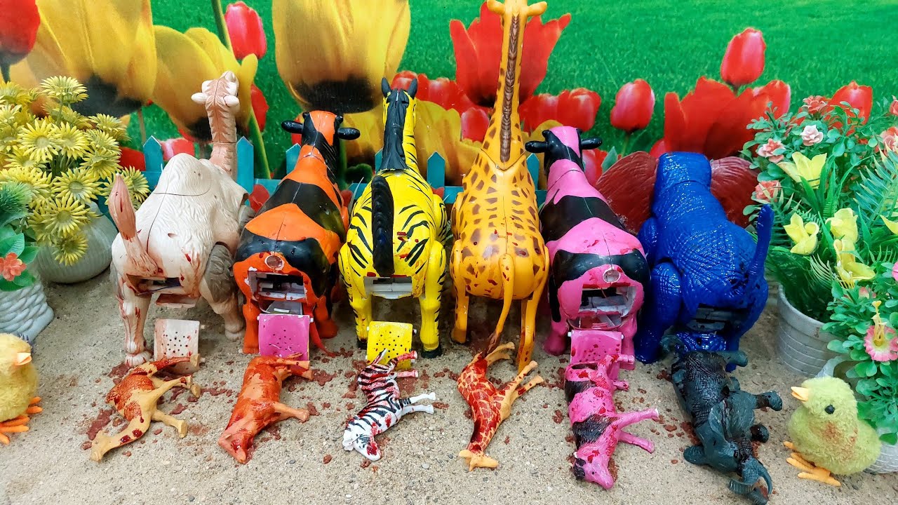 WADIDAU‼️PROSES‼️POTONG SAPI‼️KURBAN‼️Sapi videos