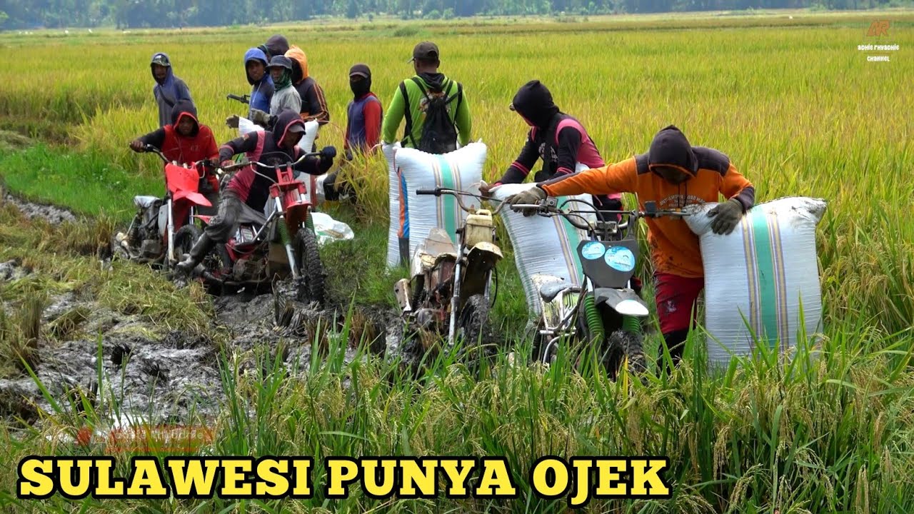 OJEK GABAH GAGAL FOKUS BANYAK IKAN DISAWAH 