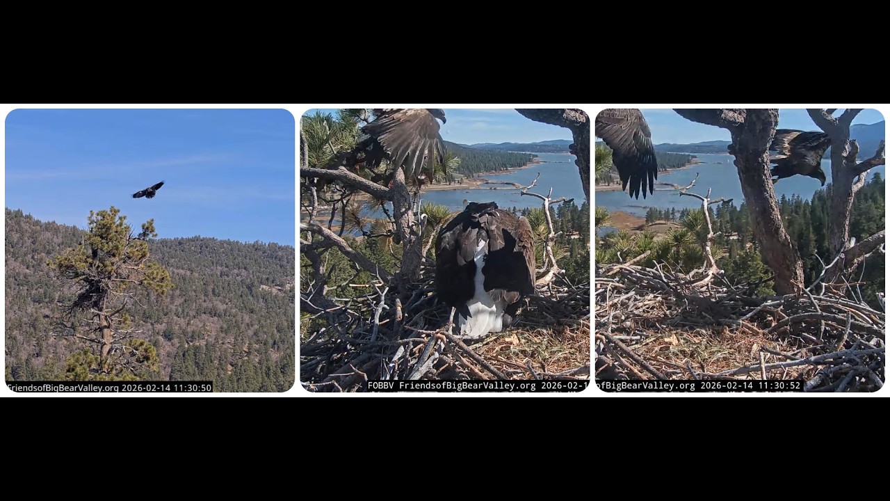 Jackie brings a fish and chases a juvenile eagle from  nest's branch 14.02.2026 @FOBBVCAM