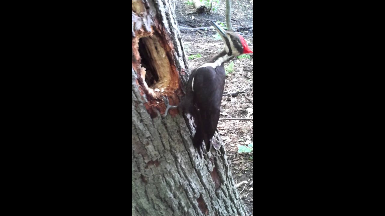 The World's Most fearless Woodpecker (I'm only 2 feet away for 22 minutes????)