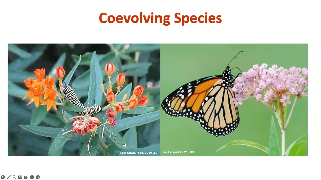 Gardening with Native Plants Presentation - Gabriella de Souza