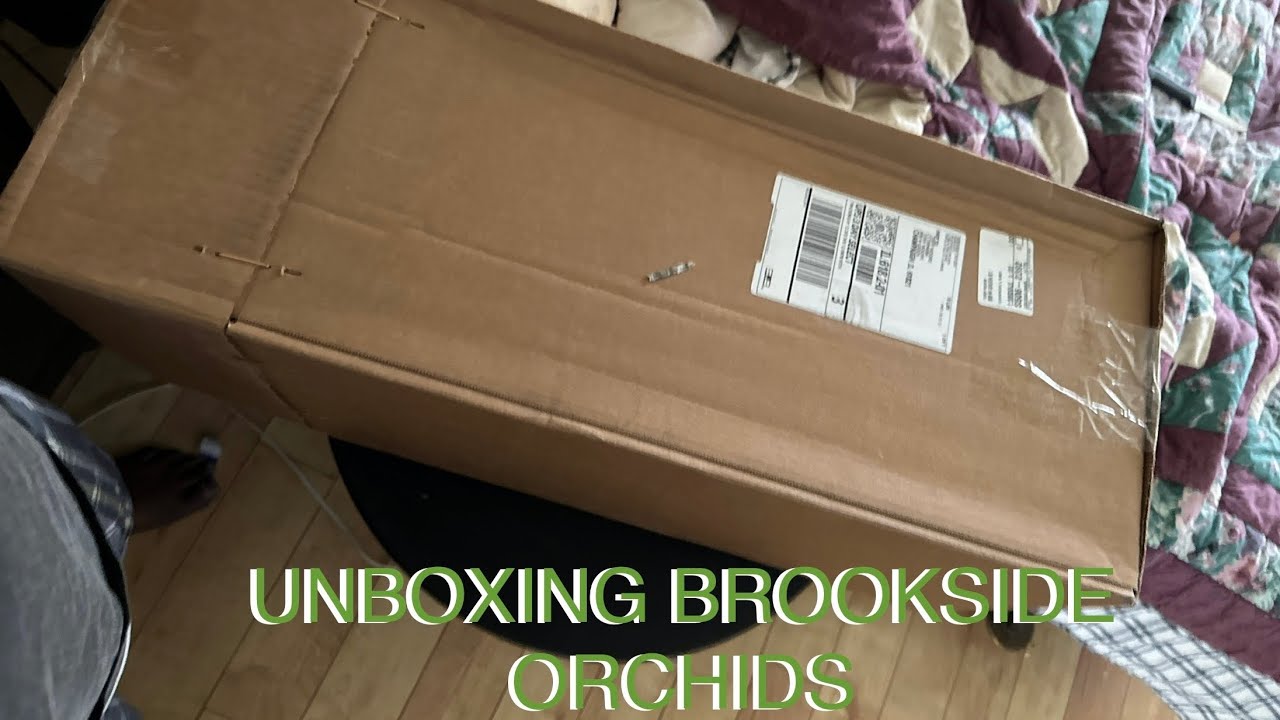 NEW ORCHIDS : BROOKSIDE ORCHIDS I BUCKLIST ORCHID FOUND