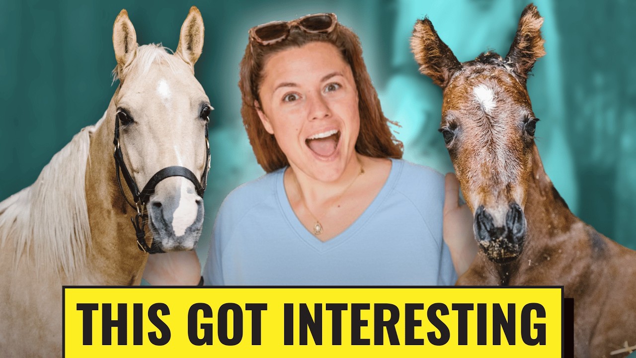 Tiny Foal Makes A Grand Entrance!