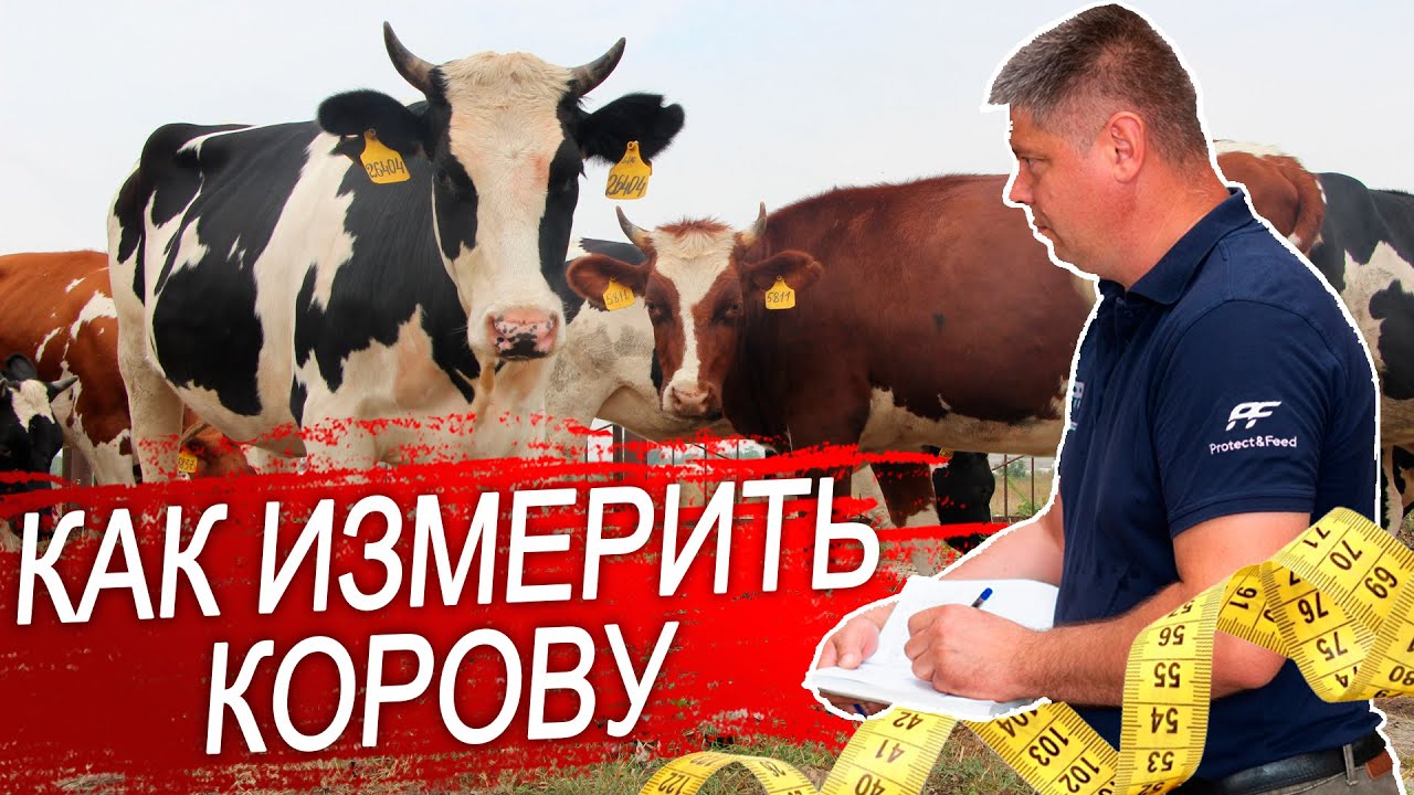 Как определить вес крс. Определение веса телят и коров методом взятия промеров.
