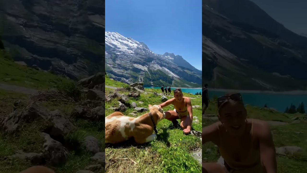 🐄🏞️ Swiss Beauty: Cows, Lakes, and Alpine Peaks 🏔️